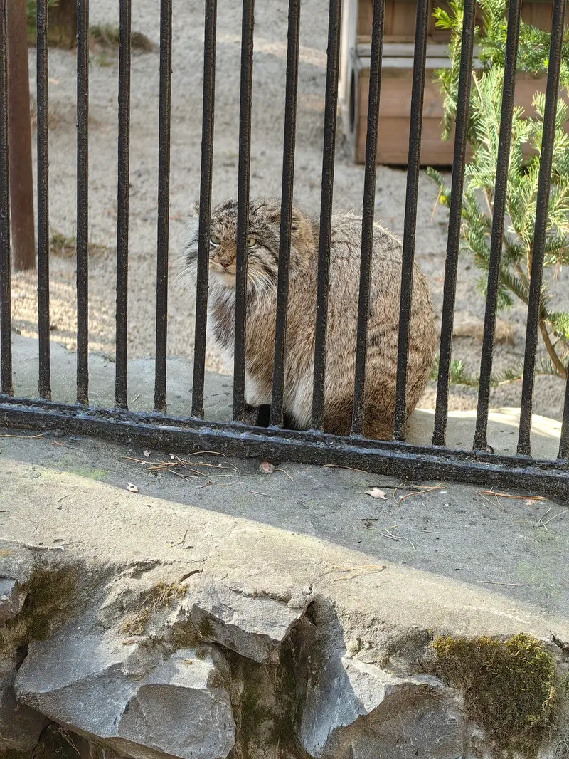A photograph of Son of Mia 2022 Ⅲ in Novosibirsk Zoo