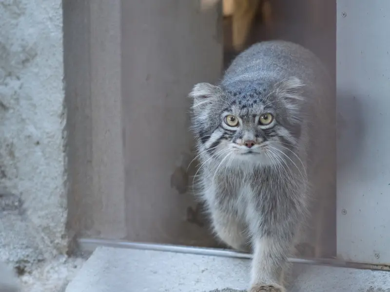 A photograph of Figa in Nogeyama Zoo