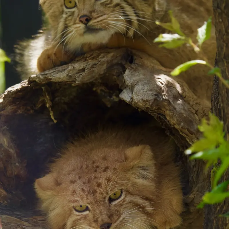 A photograph of a Pallas's cat