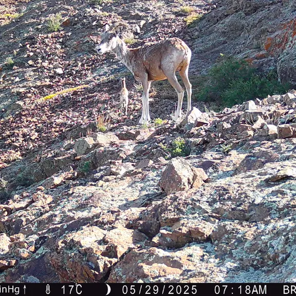 A photograph of Argali from Janator [new] camera trap