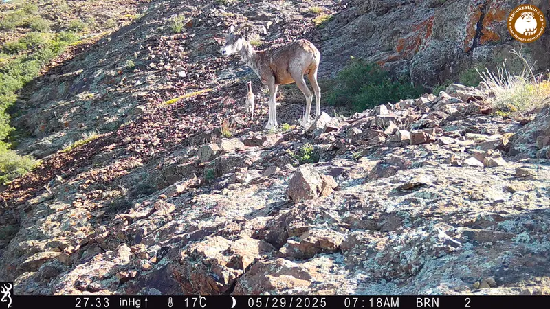 A photograph of Argali from Janator [new] camera trap