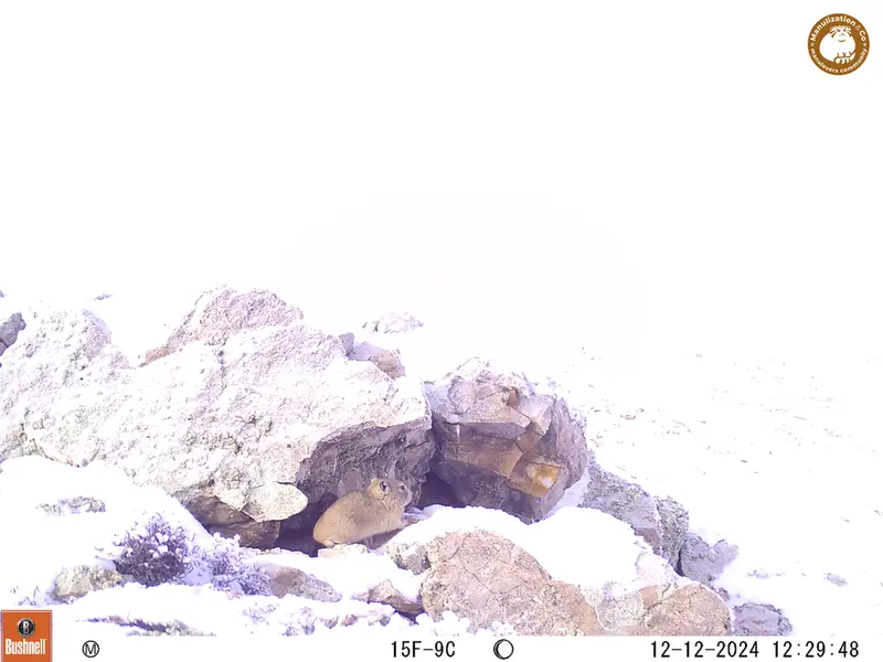 A photograph of Pika from Besshoky 1 camera trap