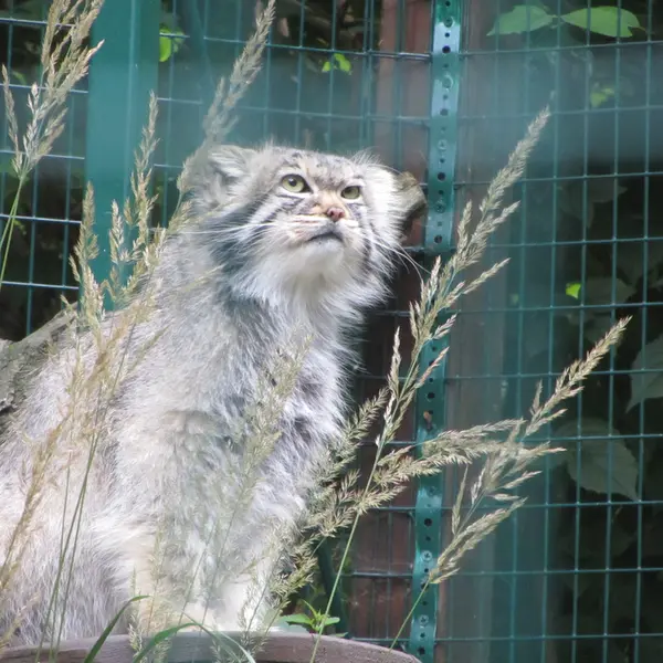 A photograph of Manni in Dessau Zoo