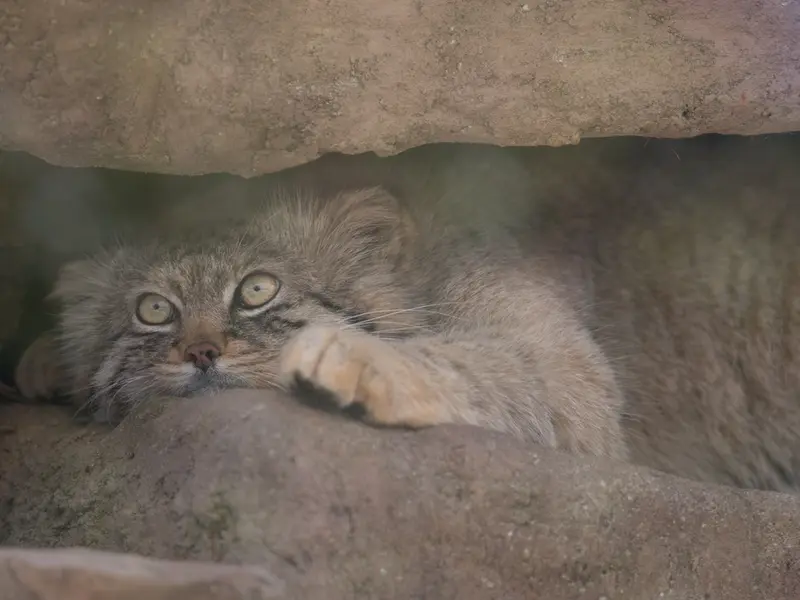 A photograph of Lotos in Saitama Children's Zoo