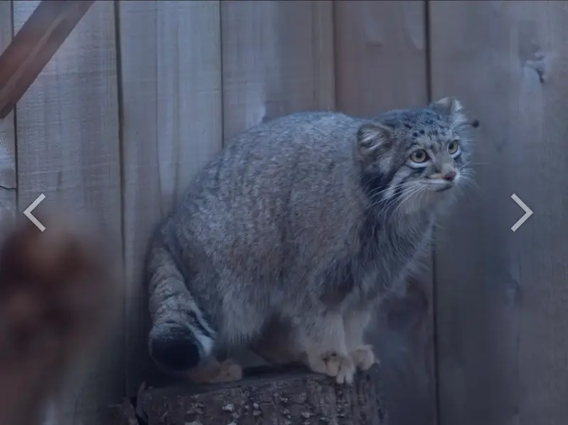 A photograph of a Pallas's cat