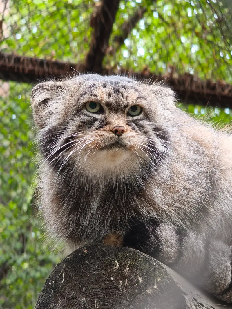 A photograph of George in Novosibirsk Zoo