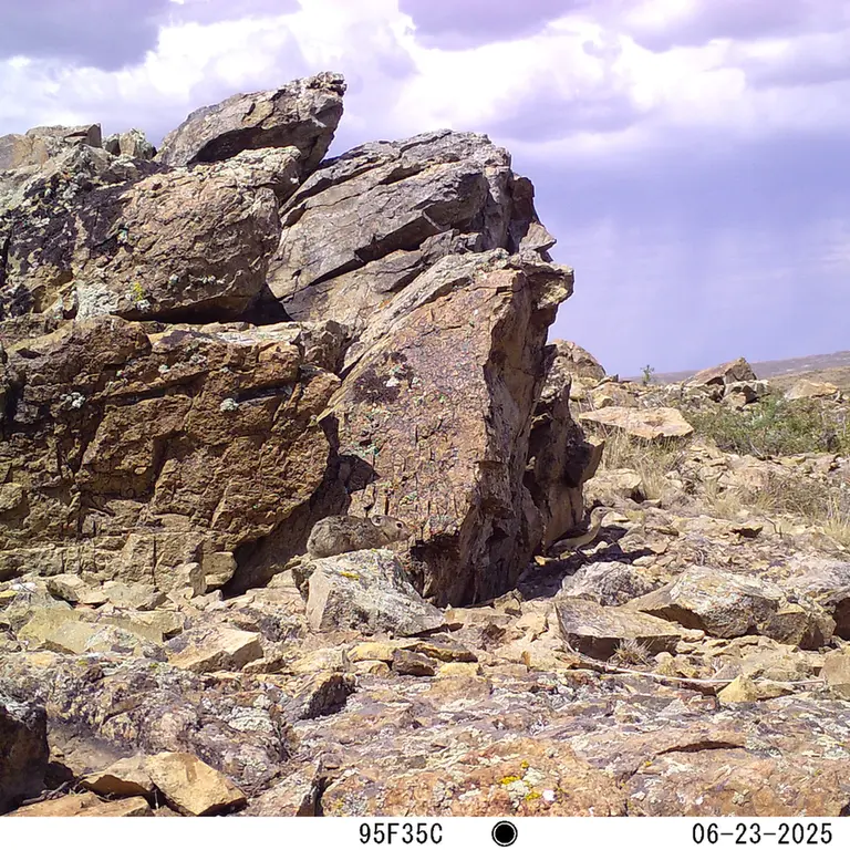 A photograph of Kazakh pika from Karashoky [new] camera trap