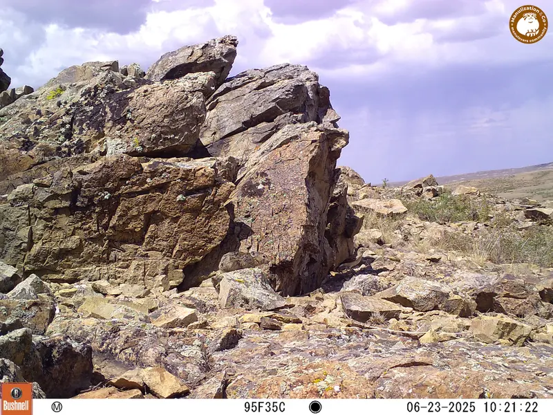 A photograph of Kazakh pika from Karashoky [new] camera trap
