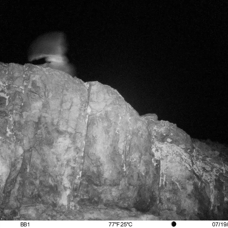 A photograph of a Pallas's cat from Aktas-Kunkora [new] camera trap