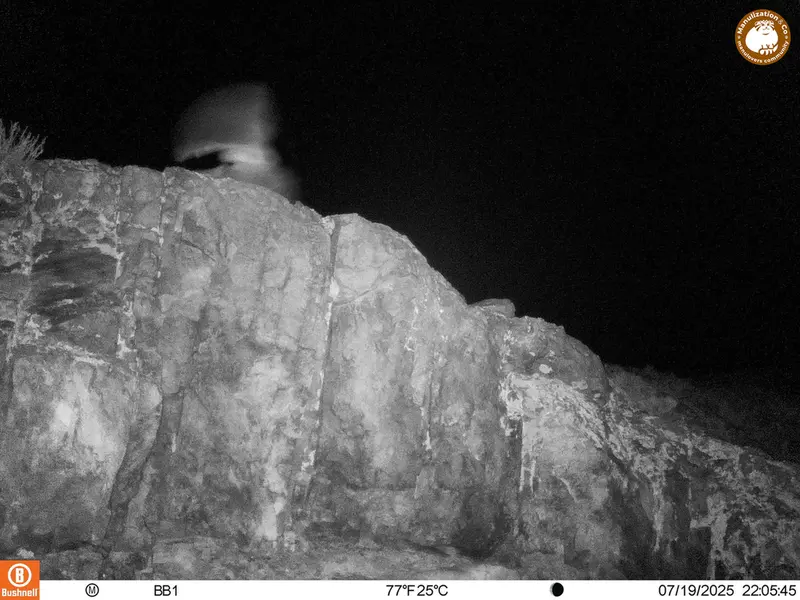 A photograph of a Pallas's cat from Aktas-Kunkora [new] camera trap