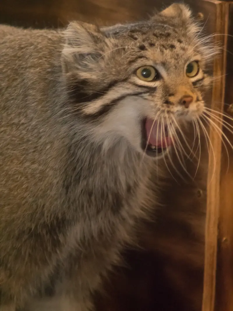 A photograph of Oto in Saitama Children's Zoo