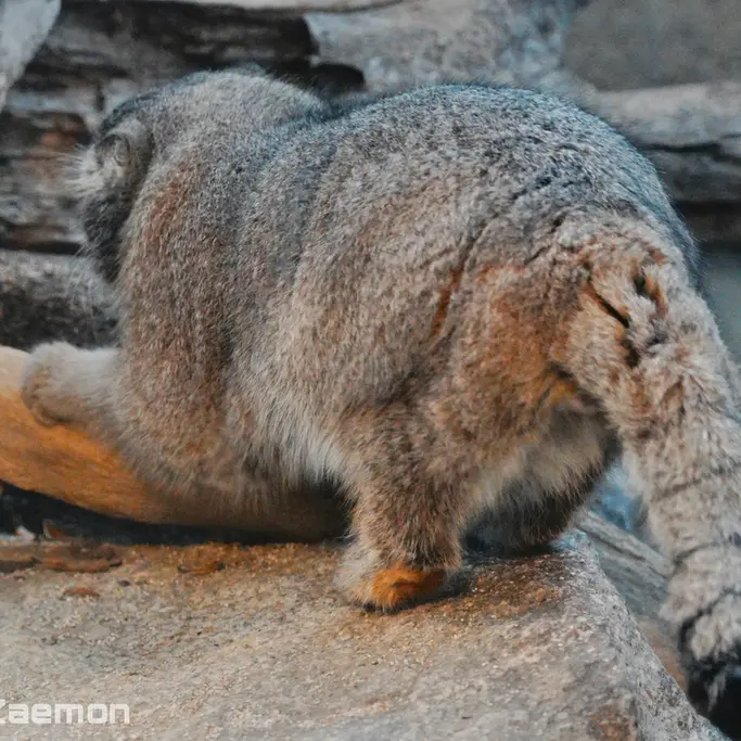 A photograph of Nar in Kobe Animal Kingdom