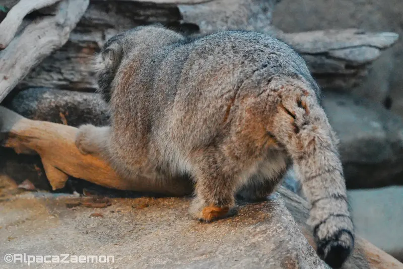 A photograph of Nar in Kobe Animal Kingdom