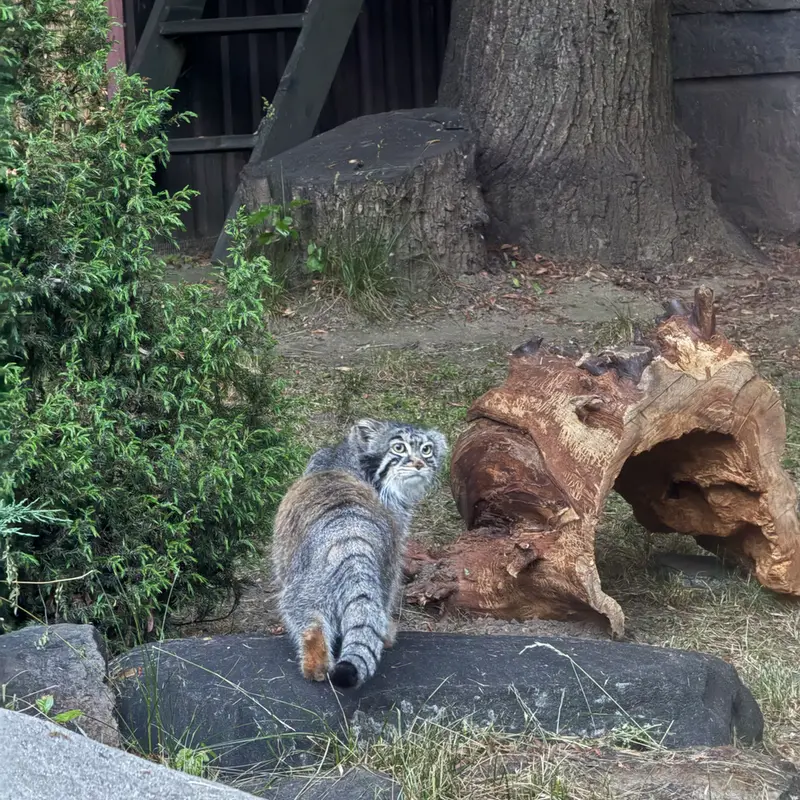 A photograph of Timofey in Moscow zoo