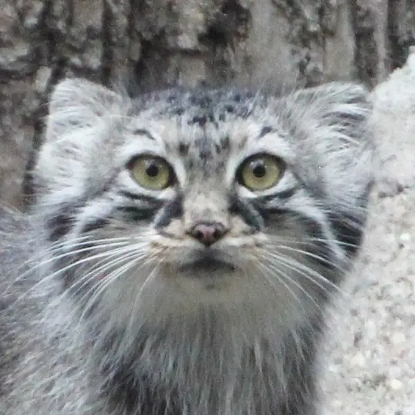 Meera the Pallas's cat from Red River Zoo