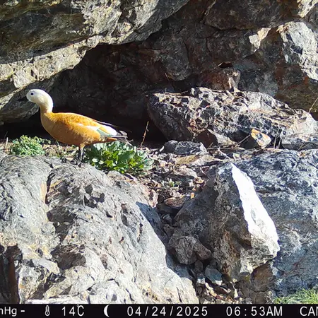 A photograph of Ruddy shelduck from Zhundy 1 camera trap