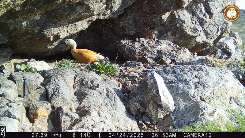 A photograph of Ruddy shelduck from Zhundy 1 camera trap
