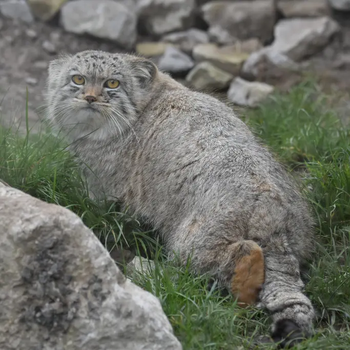 A photograph of a Pallas's cat in The Lakeland Wildlife Oasis