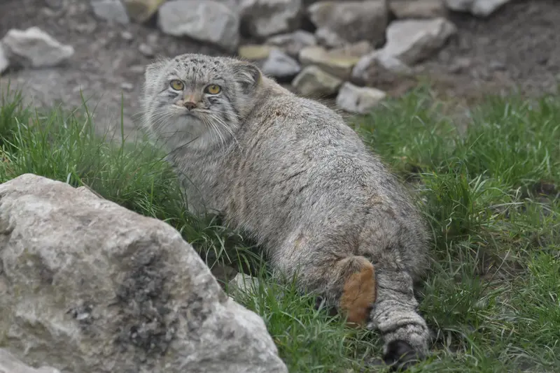 A photograph of a Pallas's cat in The Lakeland Wildlife Oasis