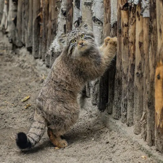 A photograph of Daughter of Lolo 2024 Ⅴ in Novosibirsk Zoo