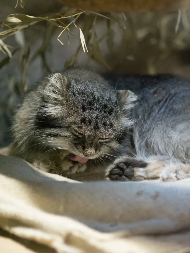 A photograph of Klyon in Ueno Zoological Gardens
