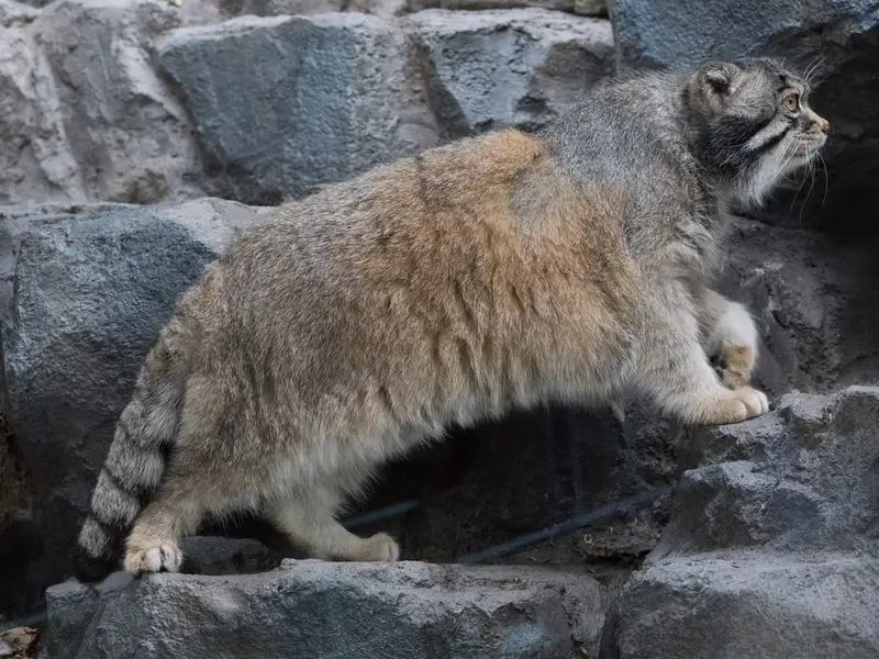 A photograph of Grusha in Asahiyama Zoo