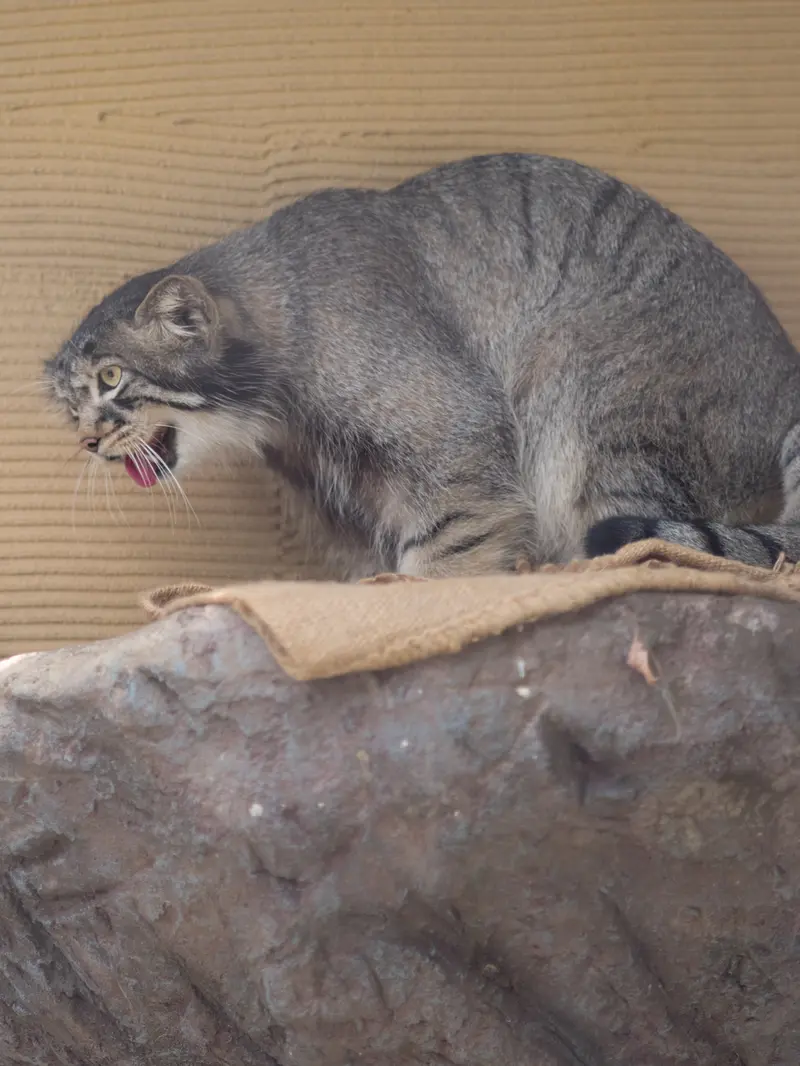A photograph of Hide in Asahiyama Zoo
