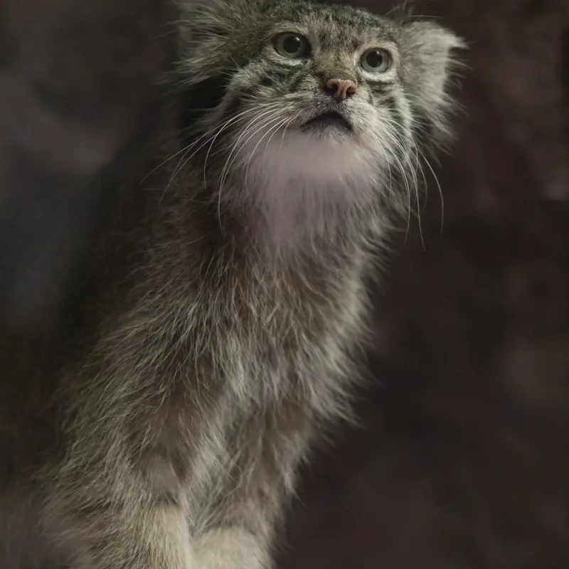 A photograph of Klyon in Ueno Zoological Gardens
