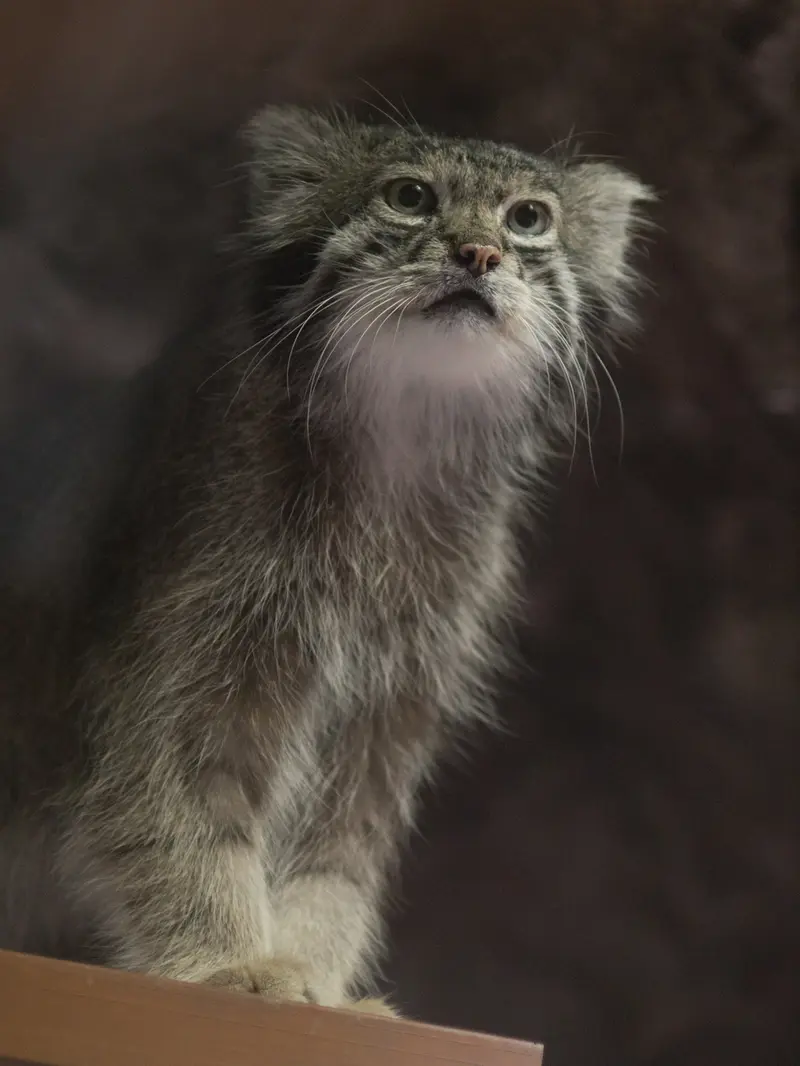 A photograph of Klyon in Ueno Zoological Gardens