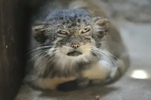 PALLAS CAT MOGS OVERRATED SEAL!!