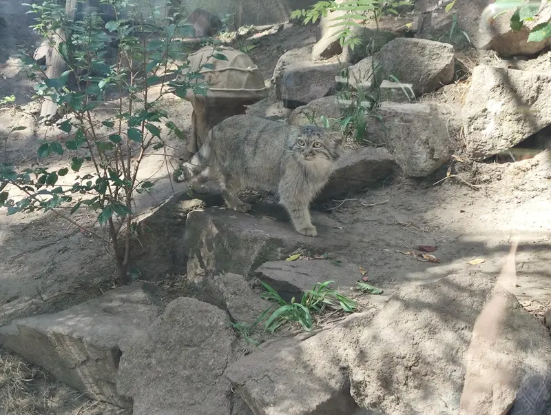 A photograph of Lucy in Budapest Zoo & Botanical Garden