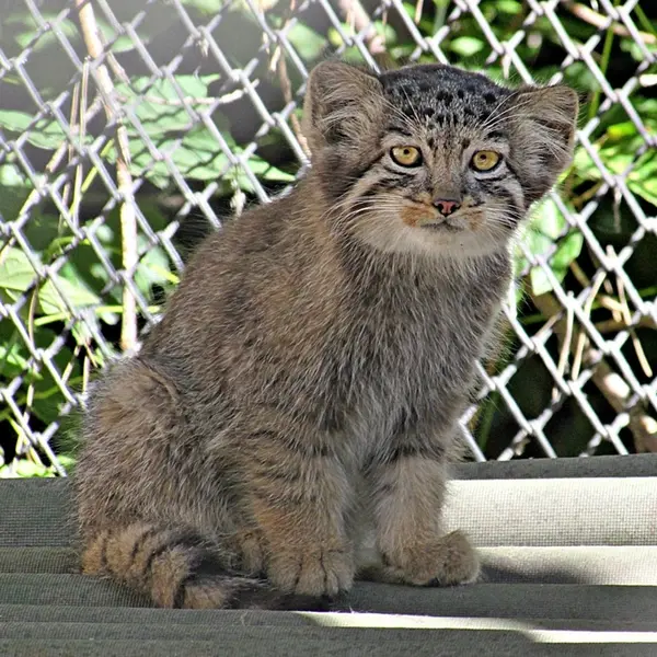 A photograph of a Pallas&#039;s cat in Novosibirsk Zoo