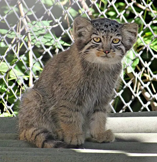 A photograph of a Pallas&#039;s cat in Novosibirsk Zoo