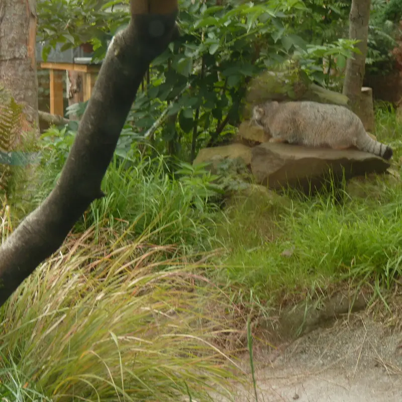 A photograph of Akiko in Edinburgh Zoo