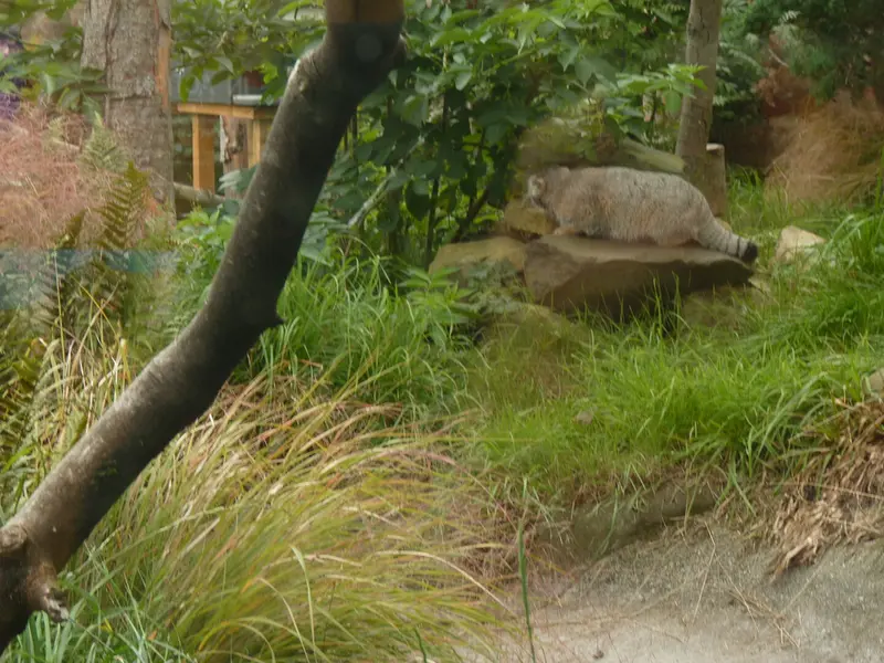 A photograph of Akiko in Edinburgh Zoo