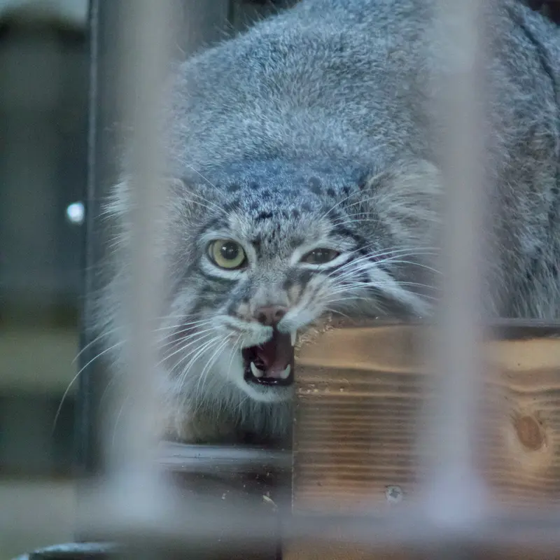 A photograph of Figa in Nogeyama Zoo