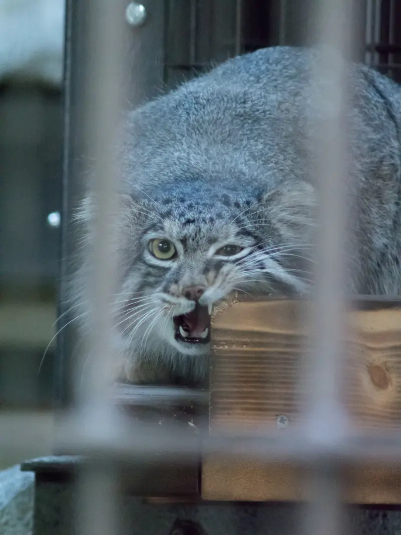 A photograph of Figa in Nogeyama Zoo