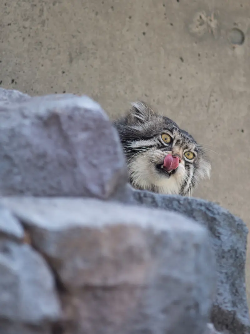 A photograph of Grusha in Asahiyama Zoo