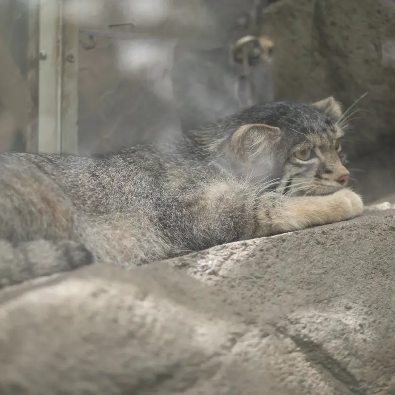 A photograph of Oto in Kobe Animal Kingdom