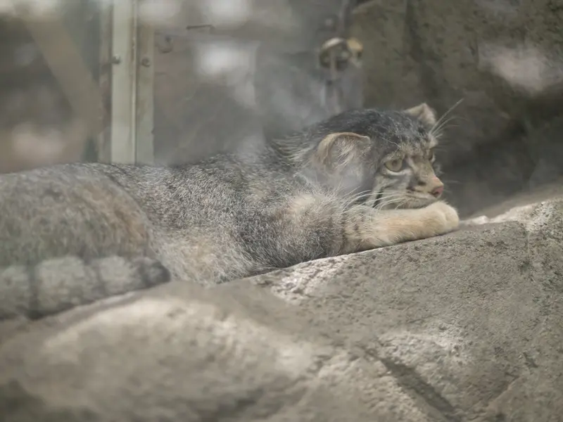 A photograph of Oto in Kobe Animal Kingdom