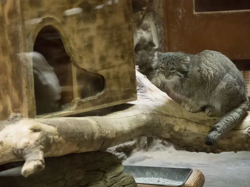 A photograph of Klyon in Ueno Zoological Gardens