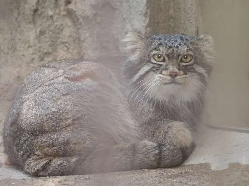 A photograph of Figa in Nogeyama Zoo