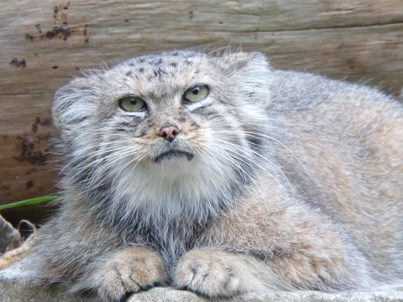 A photograph of Zarina in Wrocław Zoo