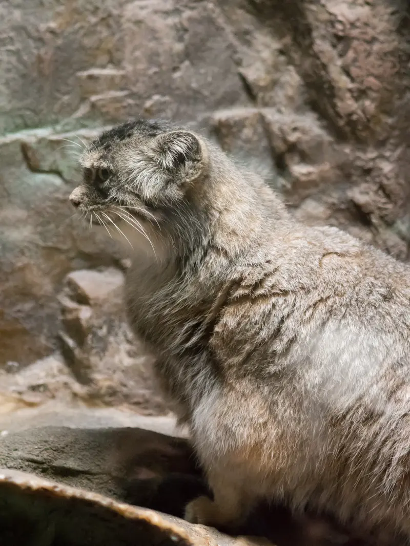 A photograph of Primula in Ueno Zoological Gardens