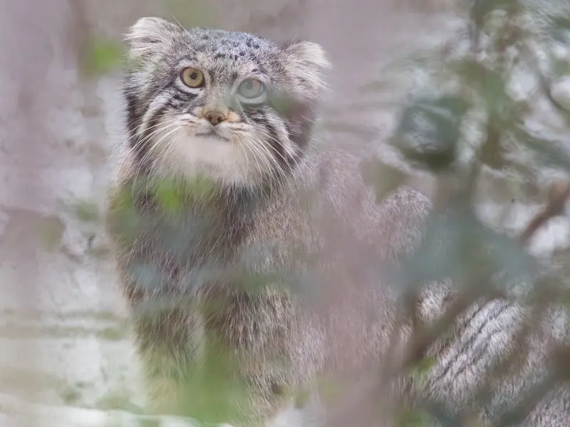 A photograph of Figa in Nogeyama Zoo