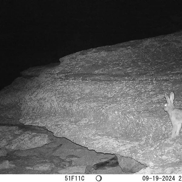 A photograph of Hare from Bektauata 1 camera trap