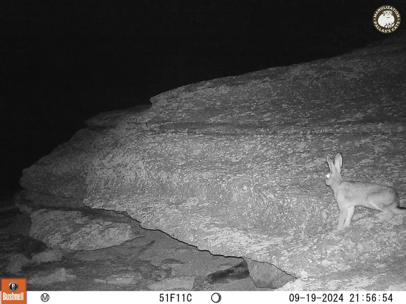 A photograph of Hare from Bektauata 1 camera trap