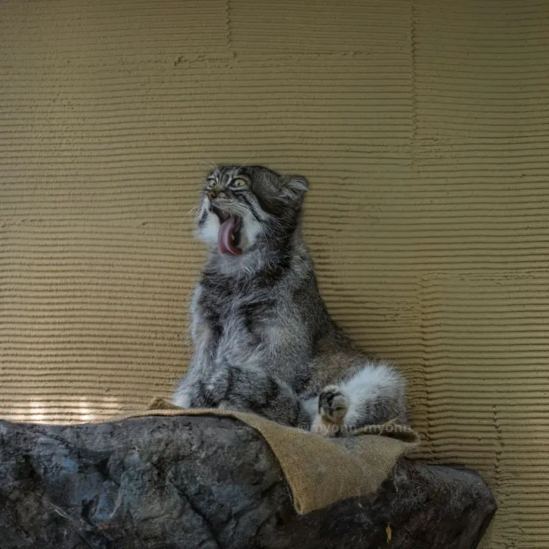A photograph of Grusha in Asahiyama Zoo