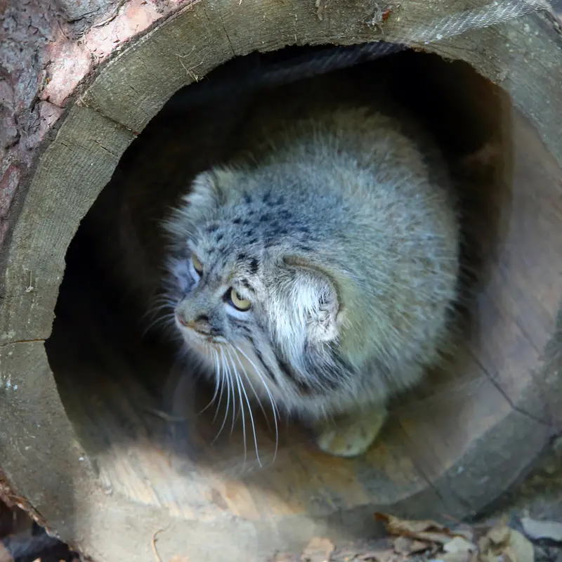 A photograph of Aysen in Košice Zoo
