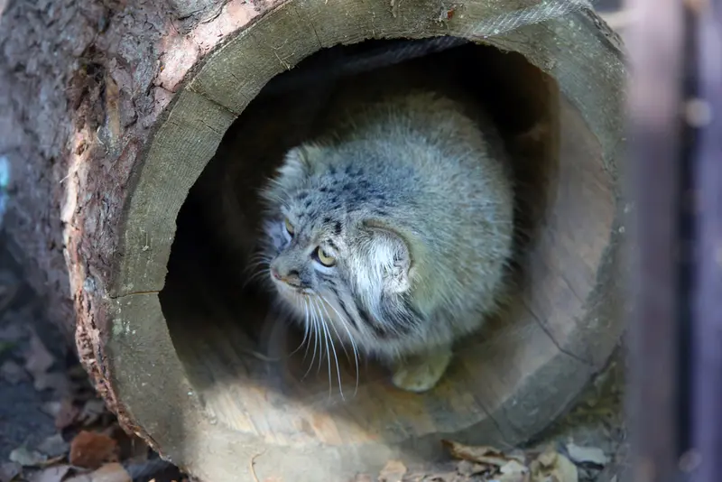 A photograph of Aysen in Košice Zoo